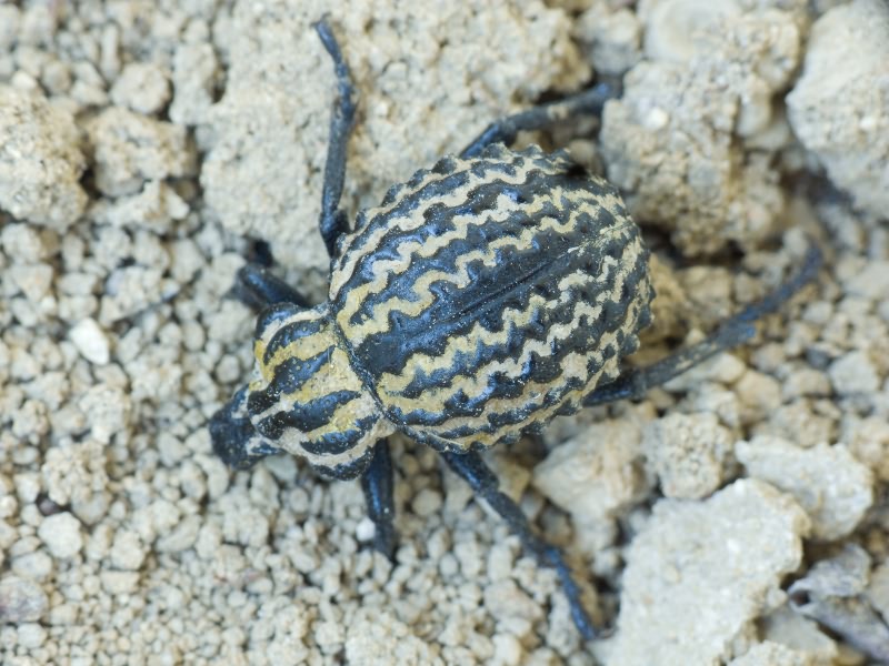 Brachycerus sinuatus Olivier, 1807